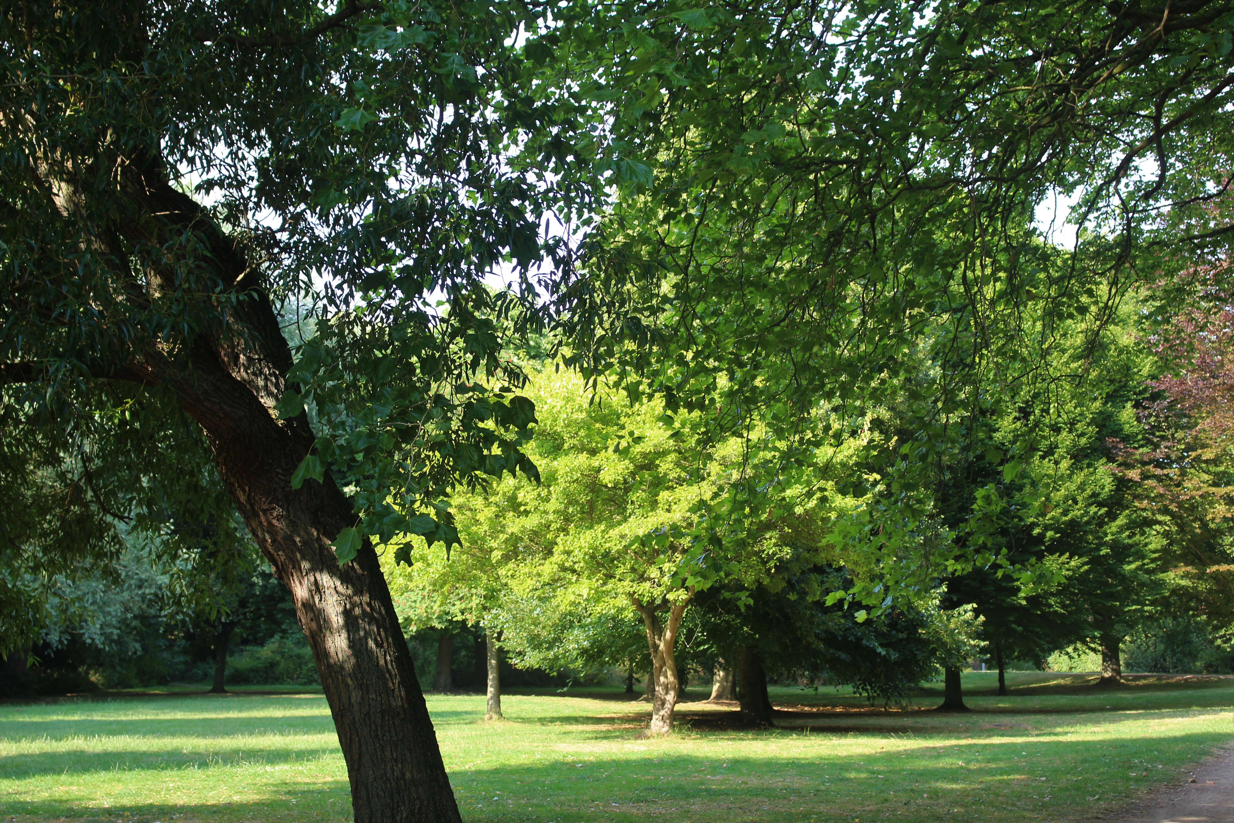 Greenery in Queen Elizabeth park