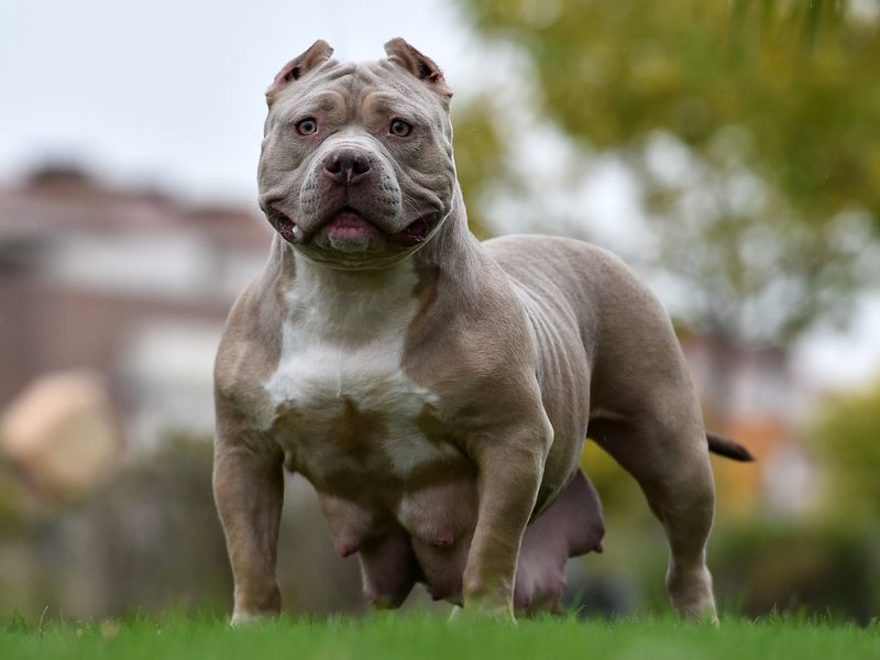 XL Bully Dog