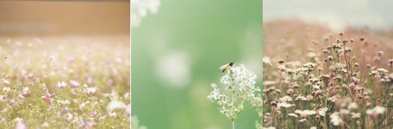 Encouraging biodiversity in South Kesteven