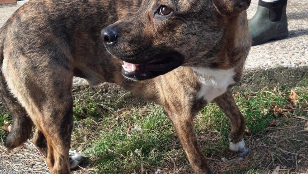 Brindle with white bib Cross Dog