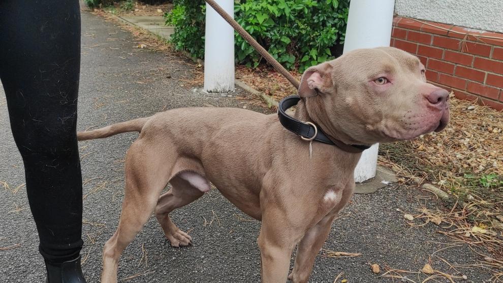 Blue Staffy Cross