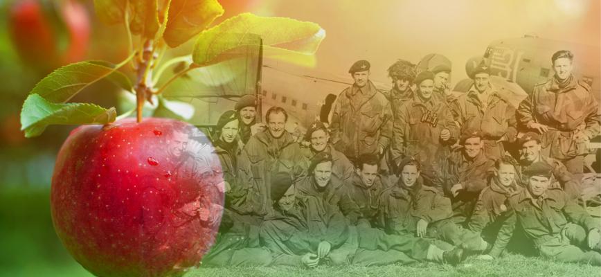 Apple hanging from a tree with military photograph in the back. 