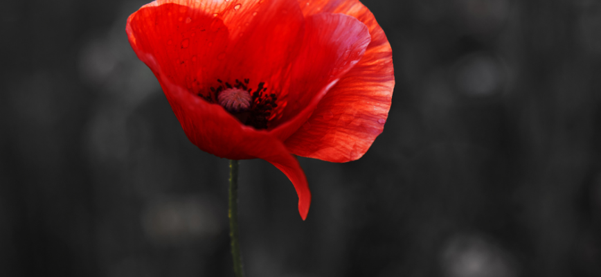 Black background with a red poppy in the centre. 