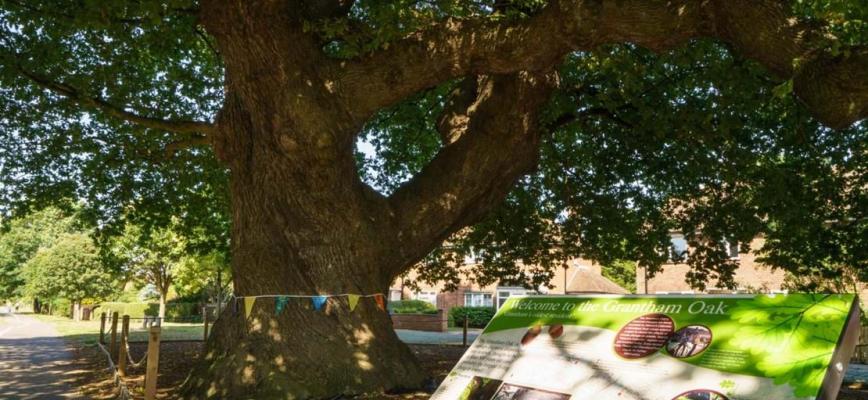 Grantham Oak Tree with bunting wrapped around the tree with information board in the bottom right corner. 